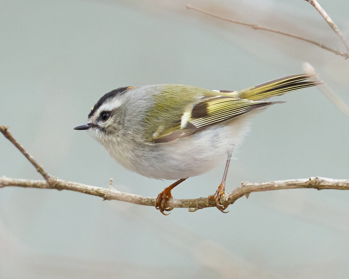 Golden-crowned Kinglet - ML436627851