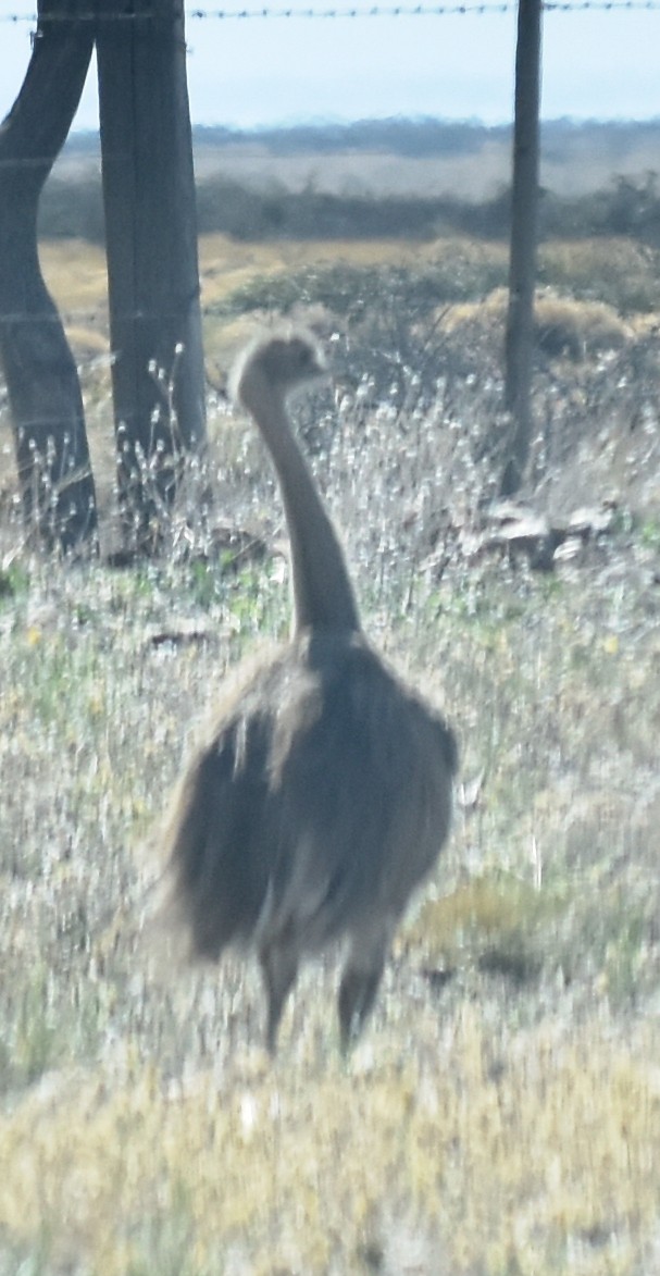 Lesser Rhea - irma melo