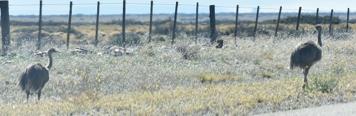 Lesser Rhea - ML436628821