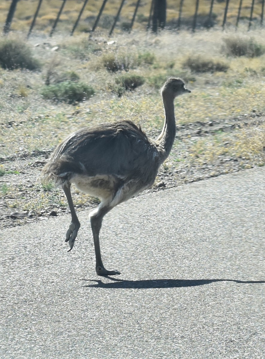 Lesser Rhea - ML436628911