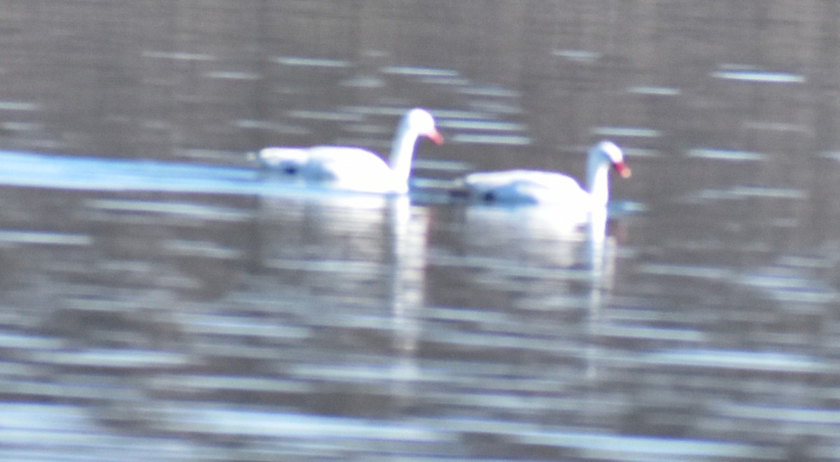 Coscoroba Swan - ML436629001