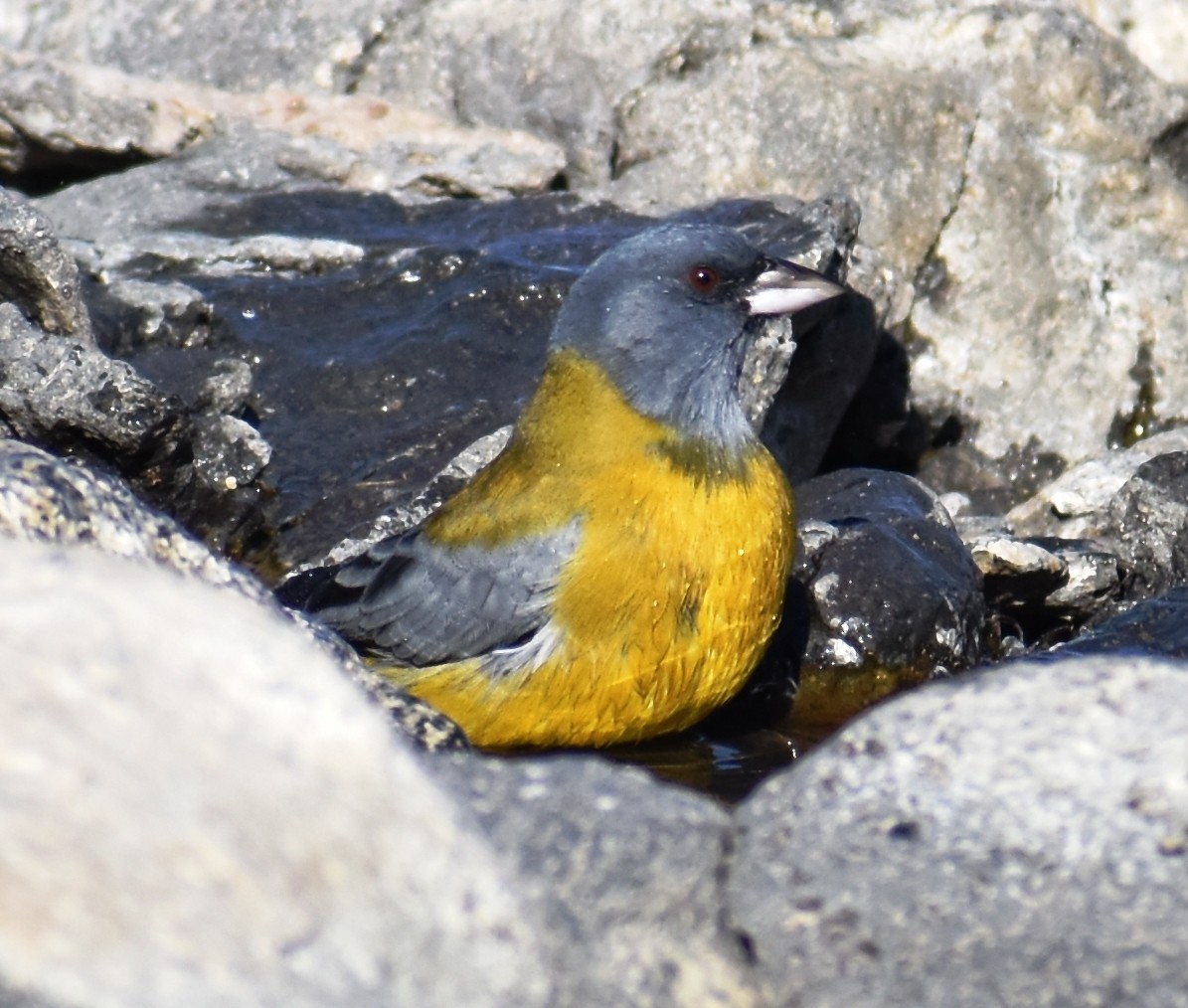 Gray-hooded Sierra Finch - ML436629901