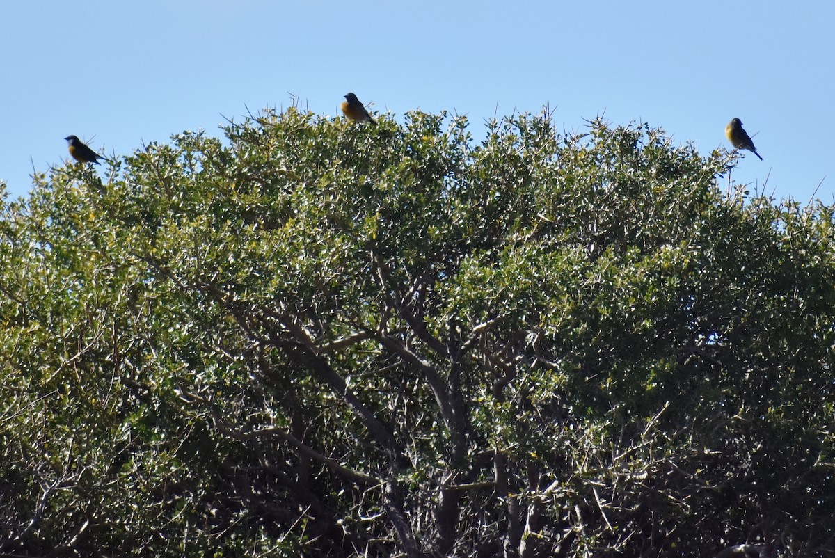 Gray-hooded Sierra Finch - ML436630361