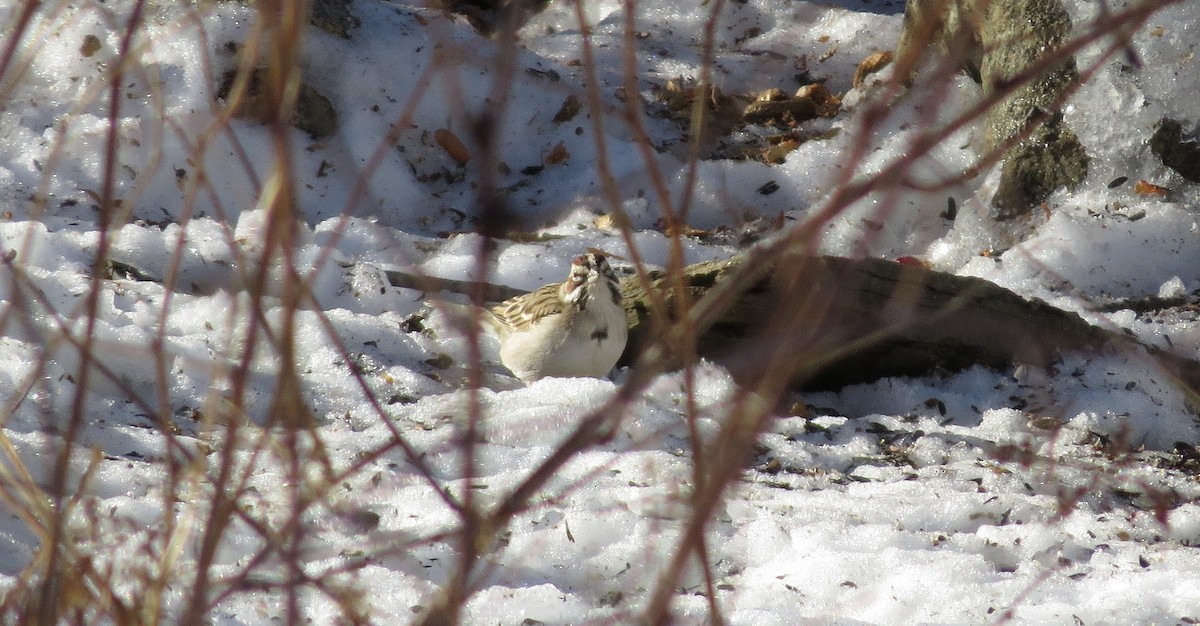 Lark Sparrow - ML43663071