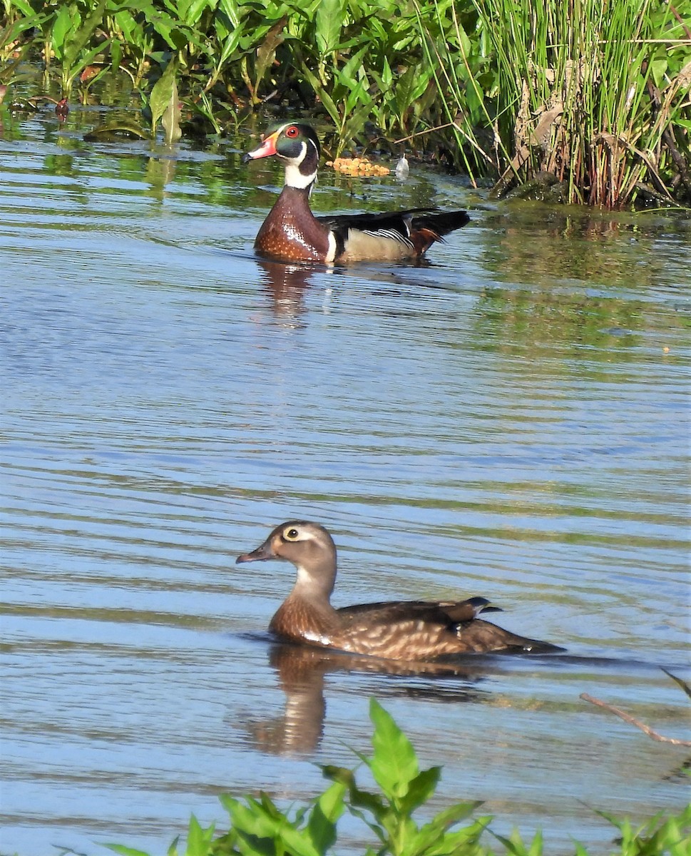 Wood Duck - ML436631251