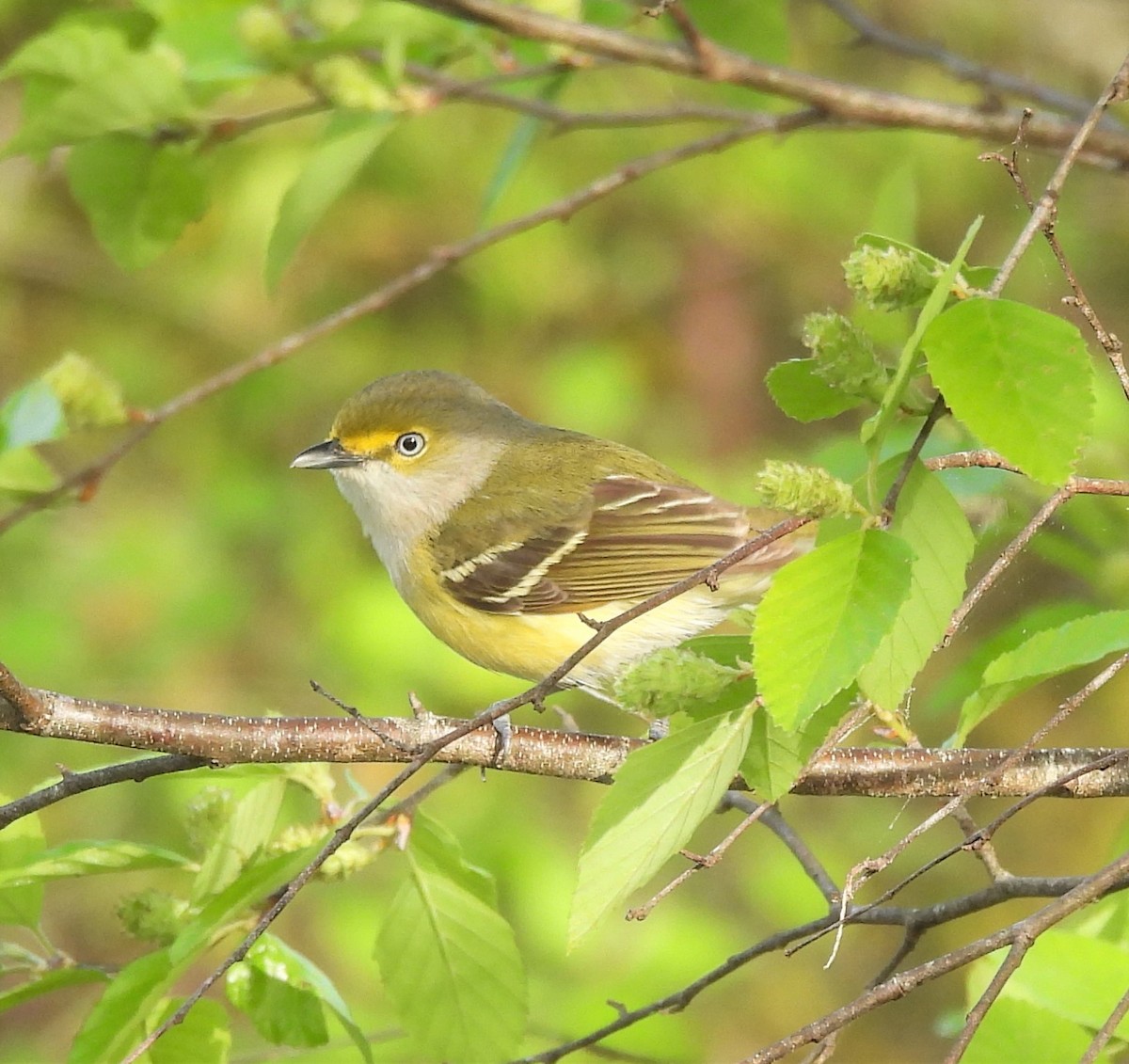 White-eyed Vireo - ML436631641