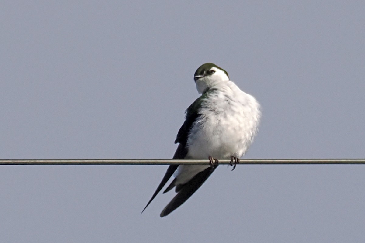 Violet-green Swallow - ML436632021