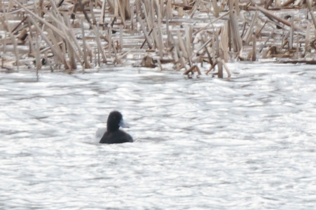 Lesser Scaup - ML436632831