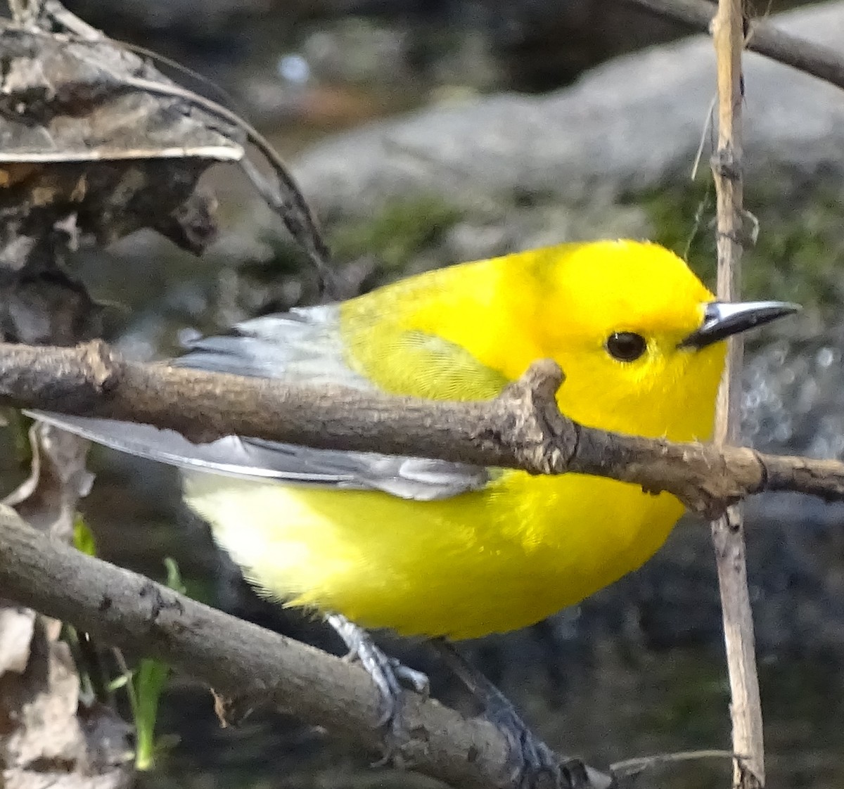 Prothonotary Warbler - Peter Littlewood