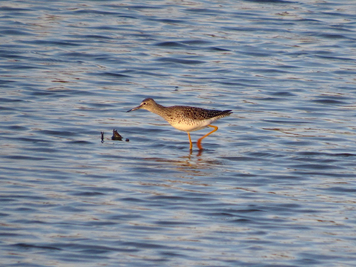 Lesser Yellowlegs - ML436634691