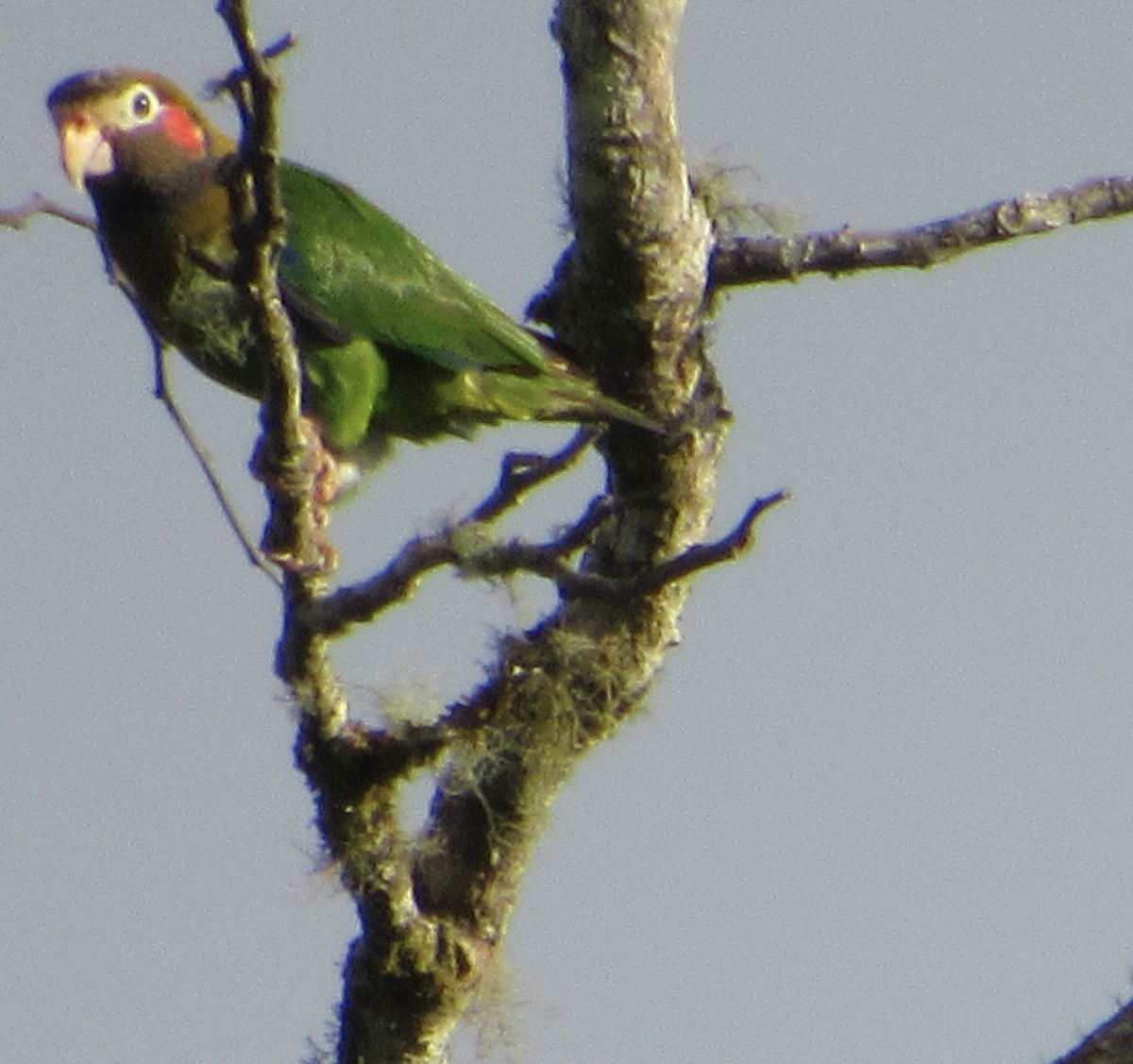 アカミミインコ - ML436636121