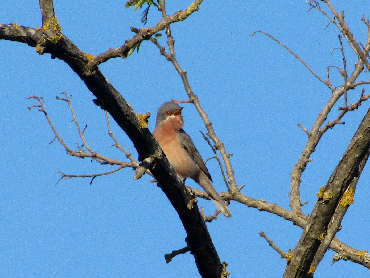 Moltoni's Warbler - ML436636801