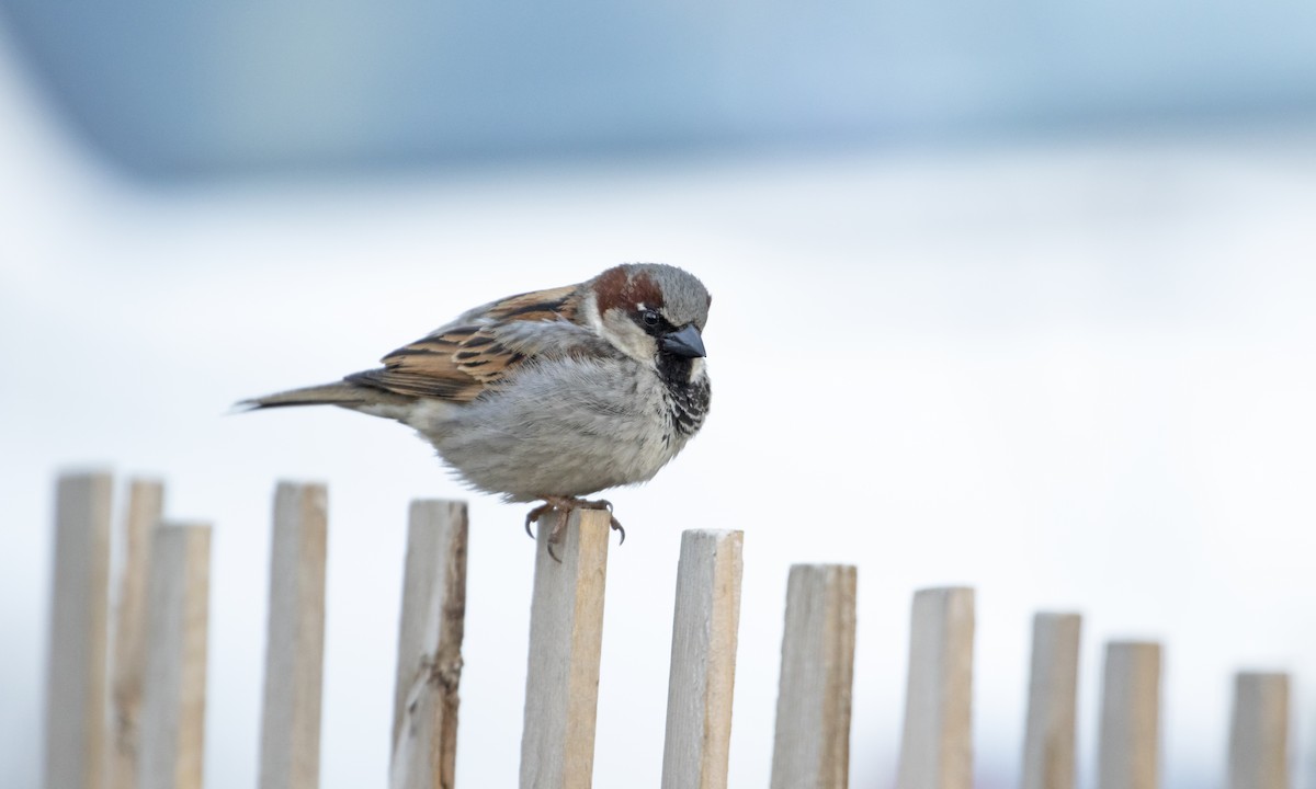Moineau domestique - ML436637081