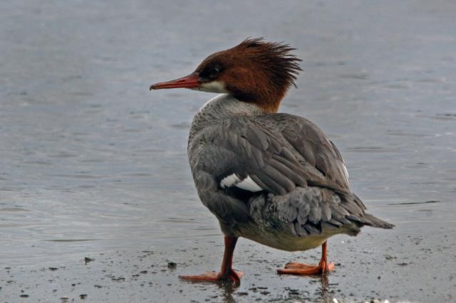 Common Merganser (North American) - Avery Chan