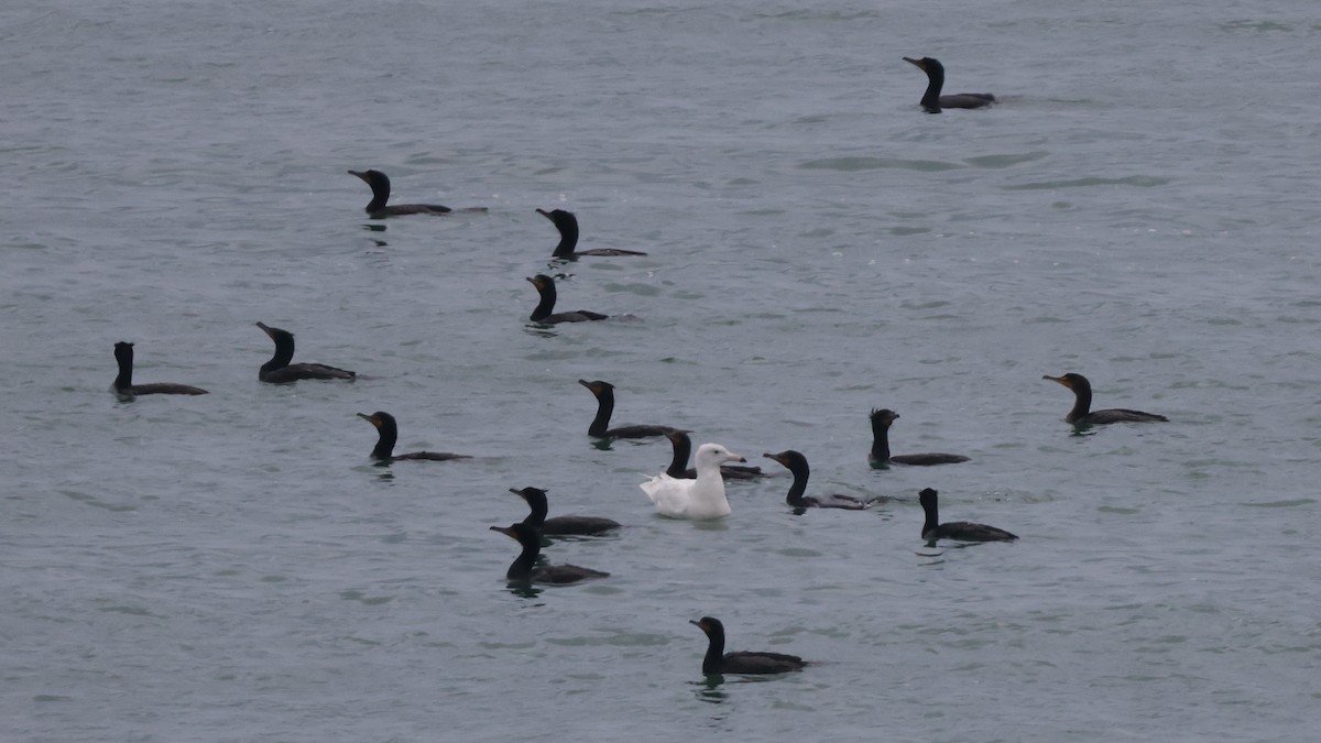 Glaucous Gull - Tim Lenz