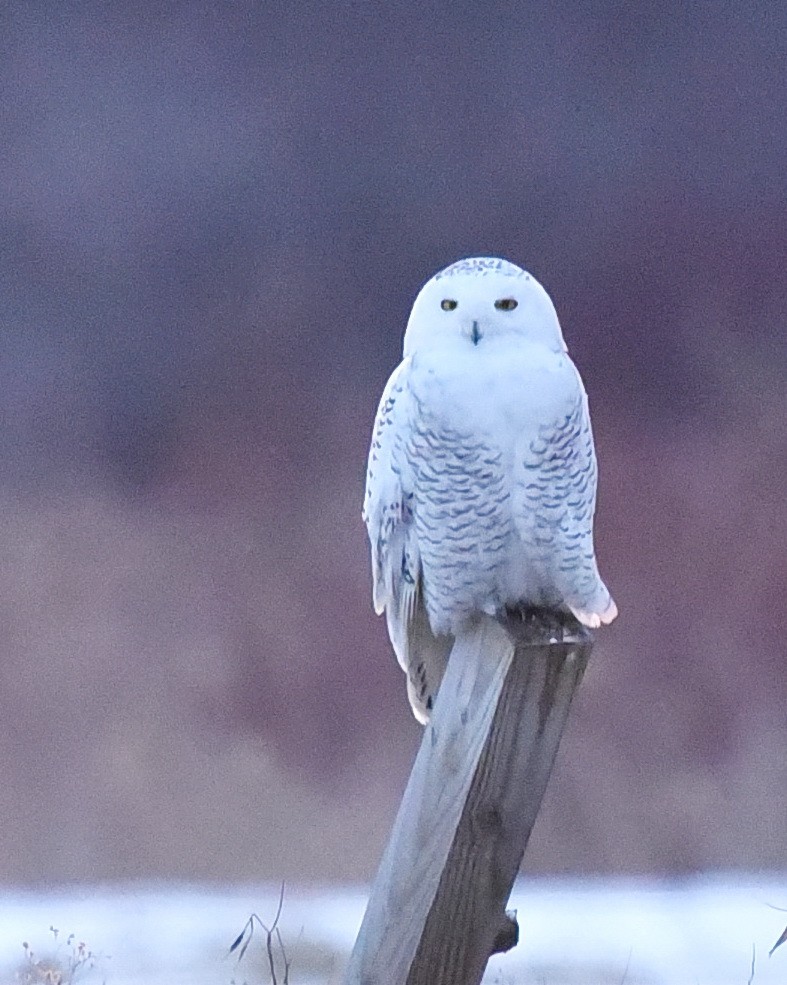 Snowy Owl - Barb and Lynn