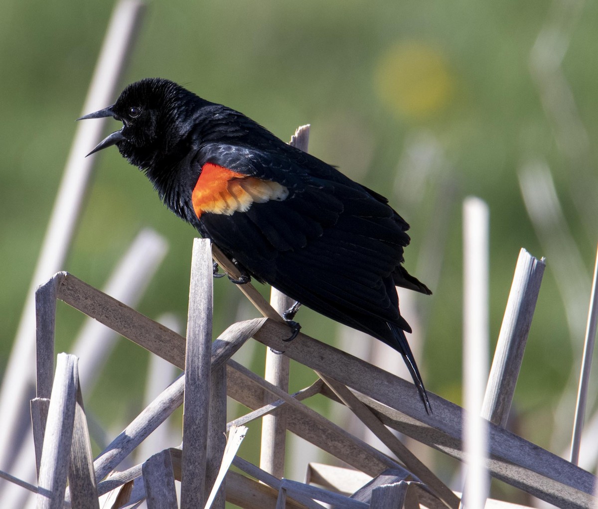 Red-winged Blackbird - ML436640981