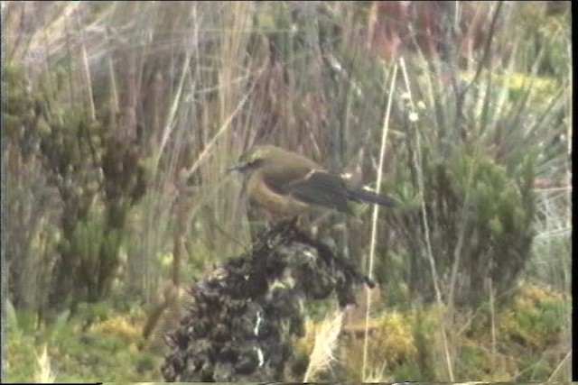 Brown-backed Chat-Tyrant - ML436641