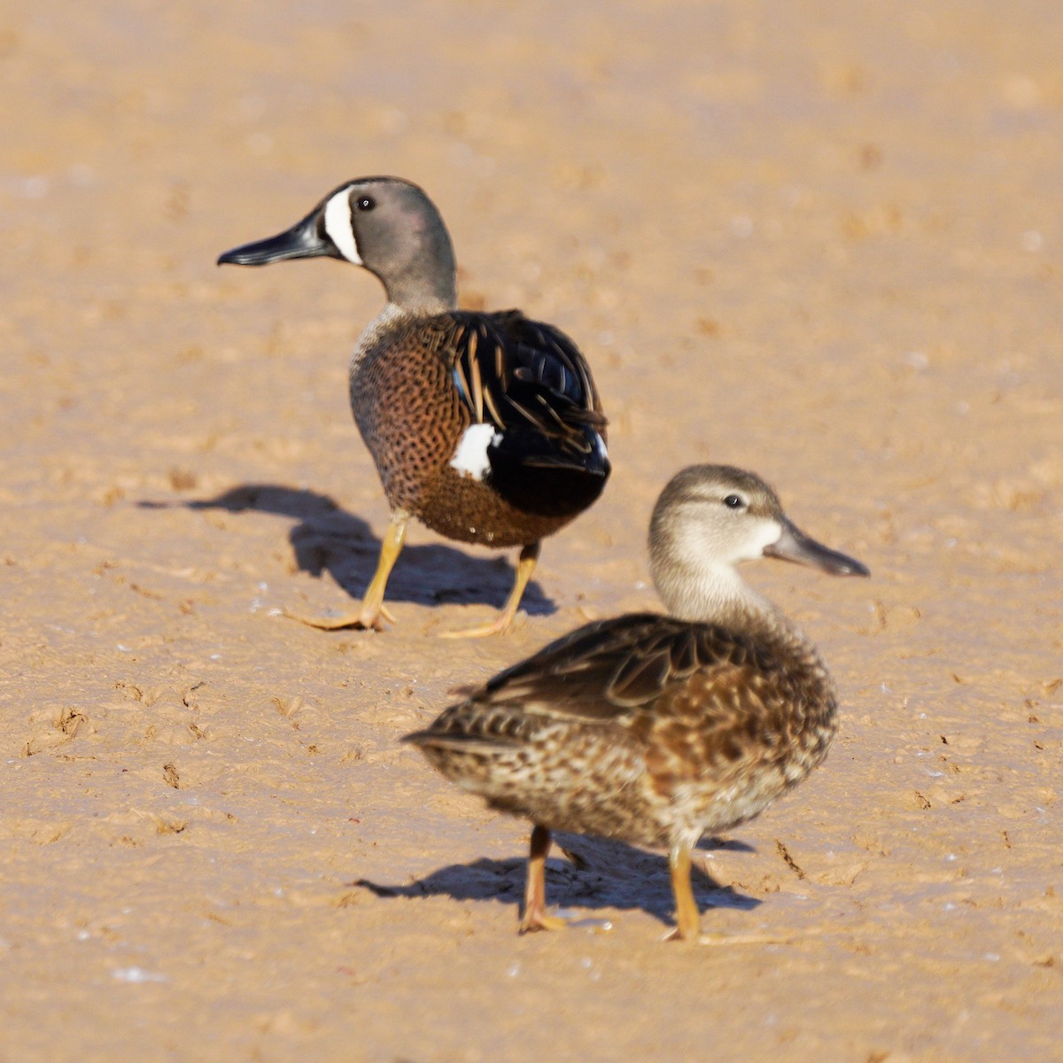 Blue-winged Teal - ML436641411