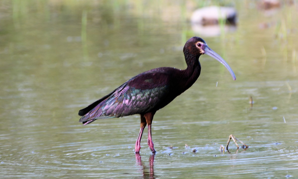 White-faced Ibis - Jack Maddox