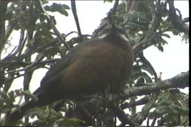 Giant Conebill - ML436642