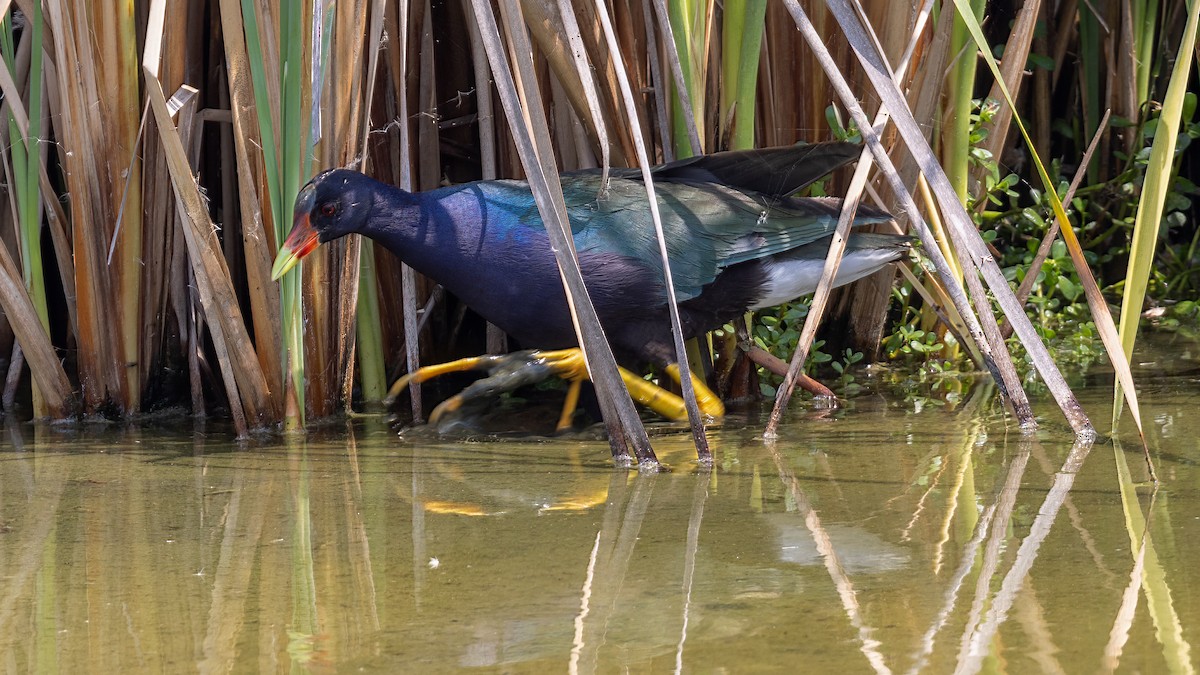 Purple Gallinule - ML436642081