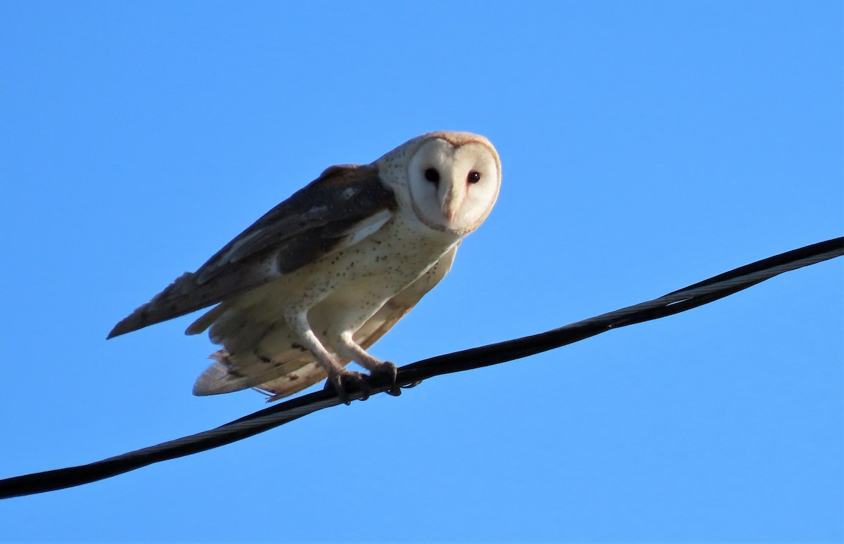 American Barn Owl - ML436643161