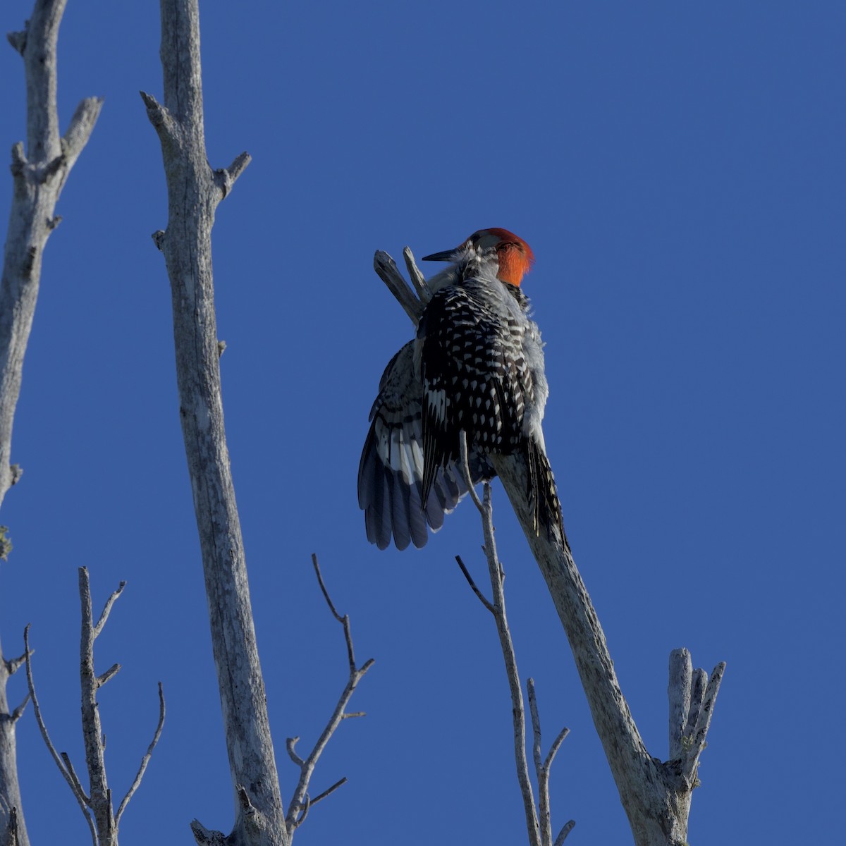 Red-bellied Woodpecker - ML436643491