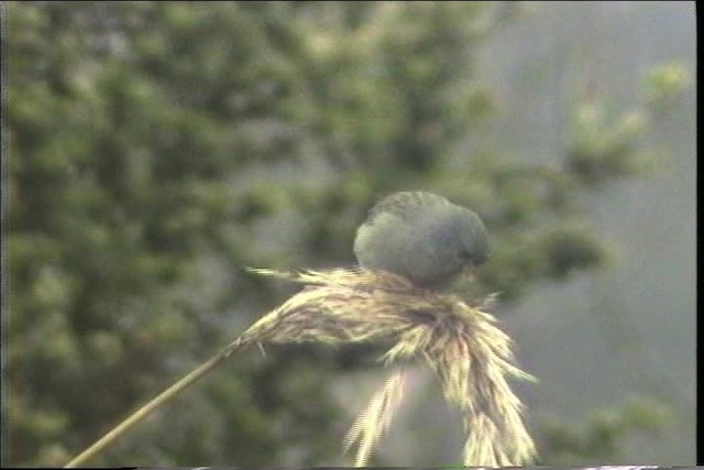 Plain-colored Seedeater - ML436644