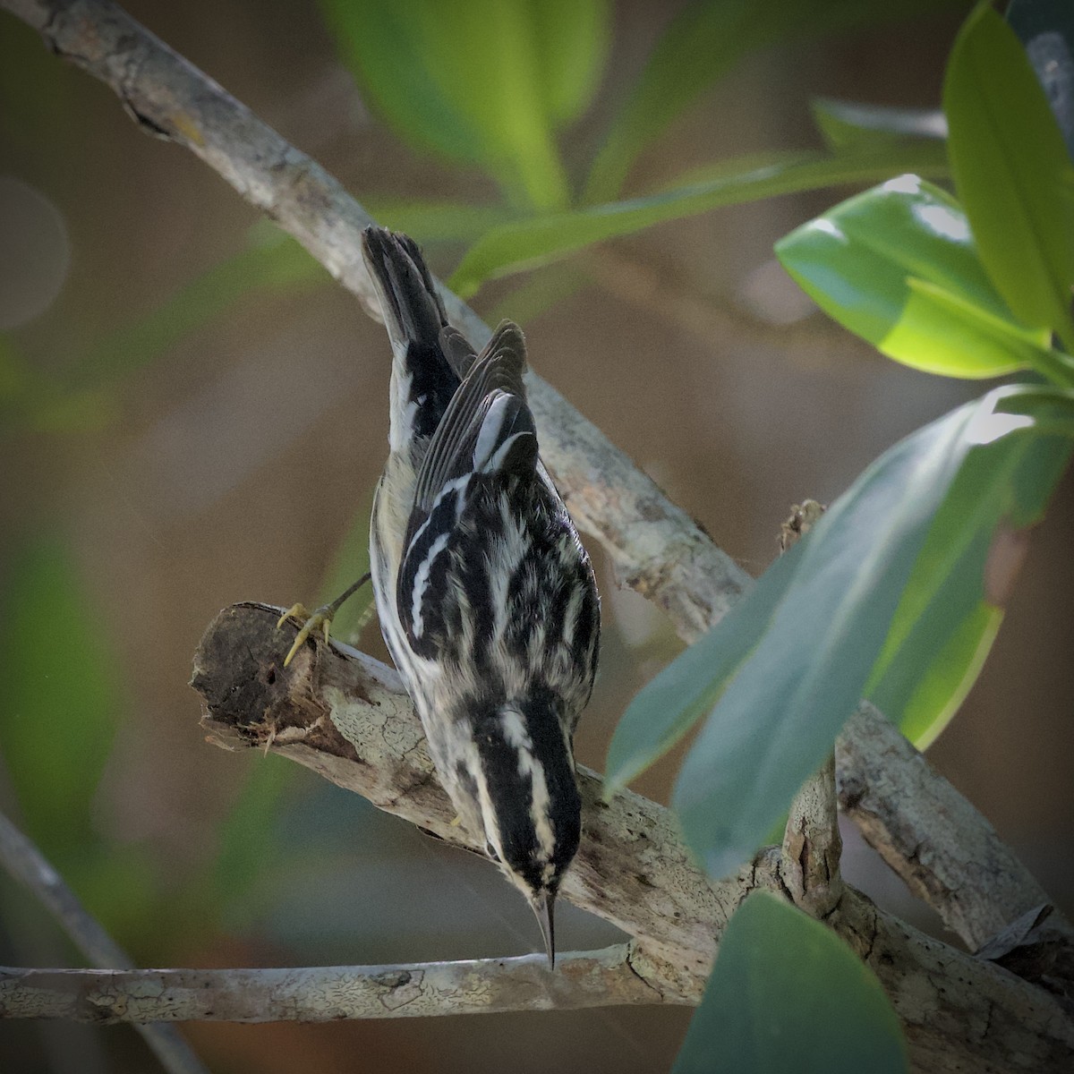 Black-and-white Warbler - ML436644391