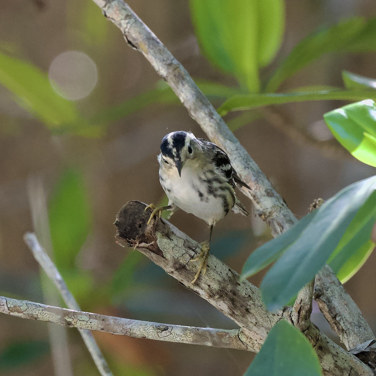 Black-and-white Warbler - ML436644431