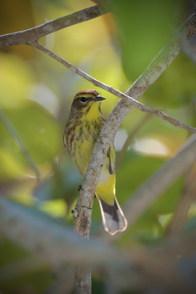 Palm Warbler - ML436644491