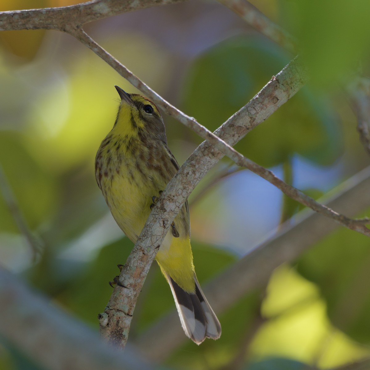 Palm Warbler - ML436644601