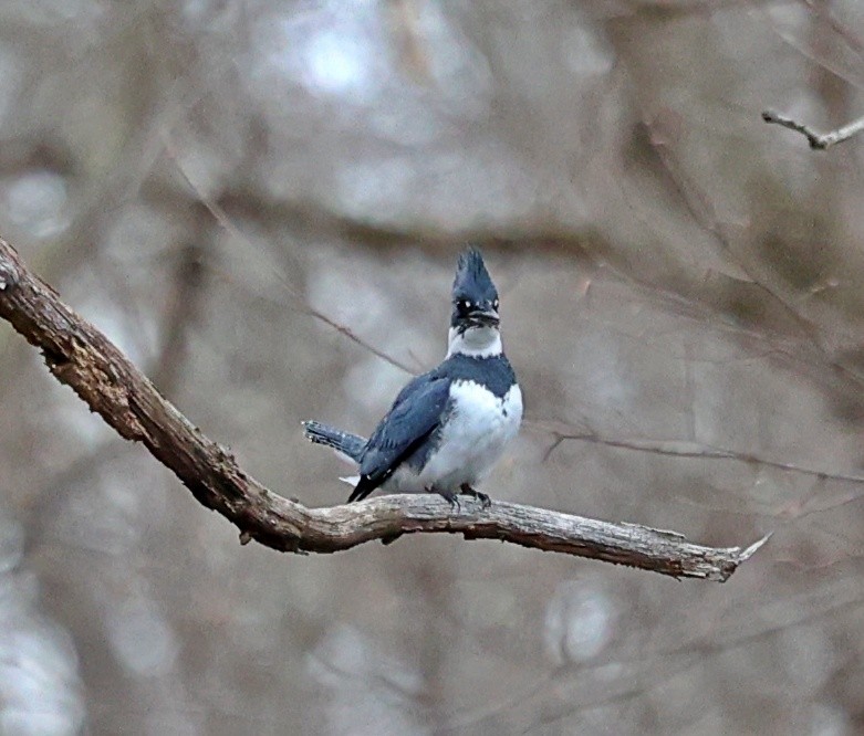 Belted Kingfisher - ML436647081