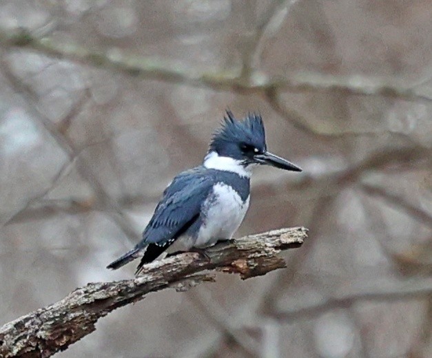 Belted Kingfisher - ML436647091