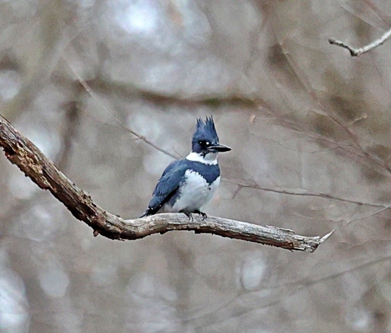 Belted Kingfisher - ML436647111