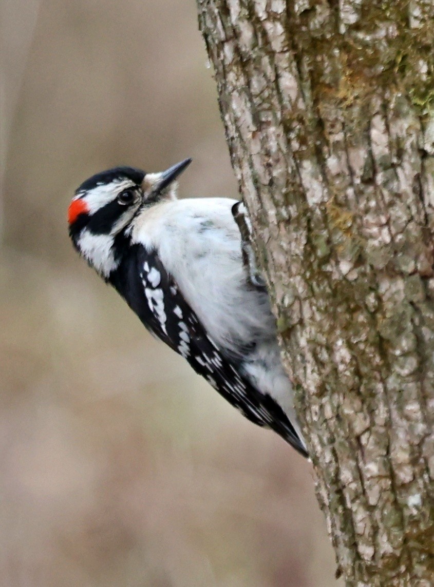 Downy Woodpecker - ML436647711