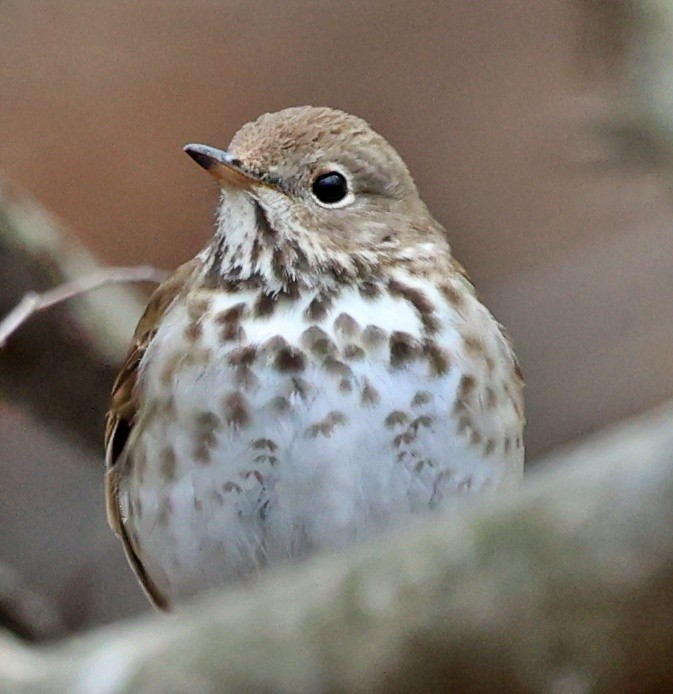 Hermit Thrush - ML436648331