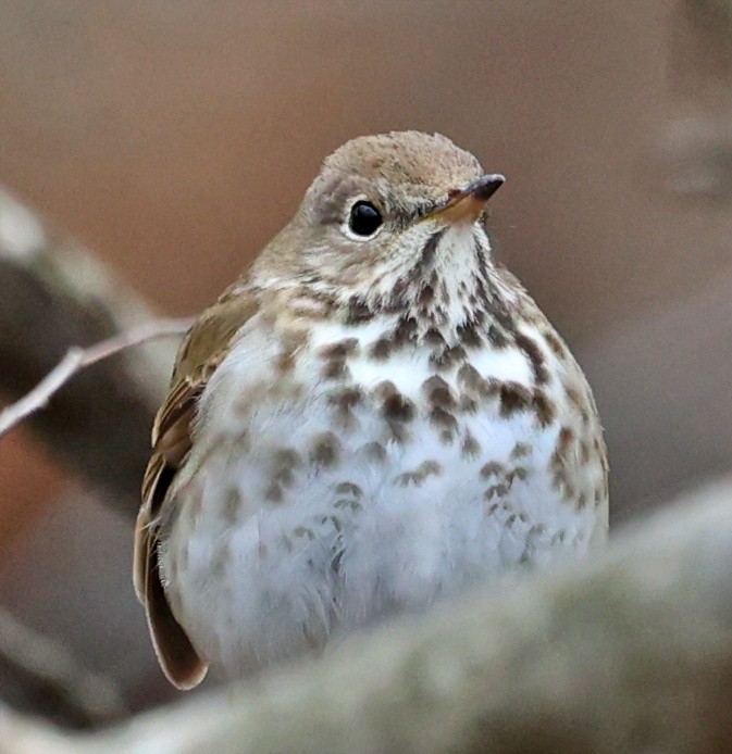 Hermit Thrush - ML436648341