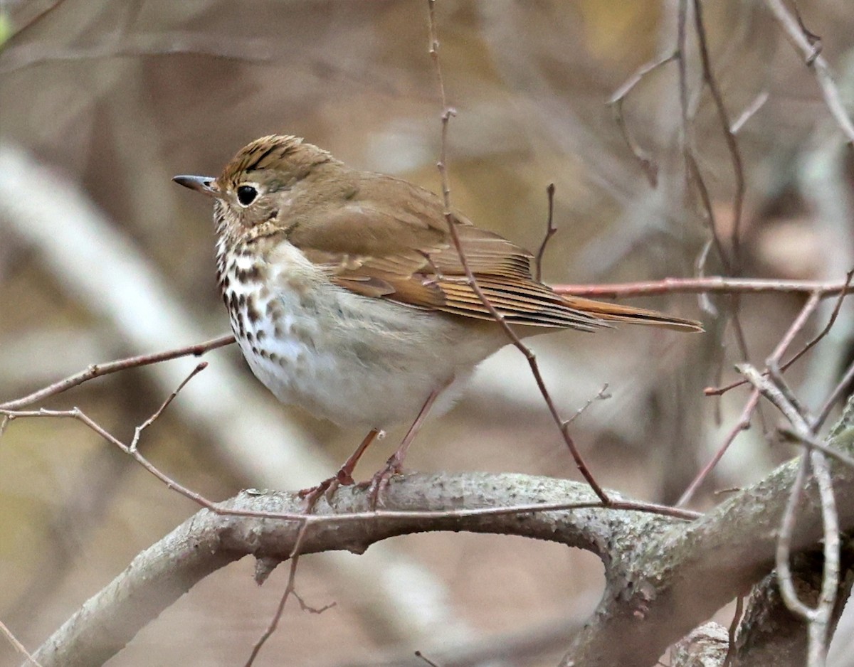 Hermit Thrush - ML436648371