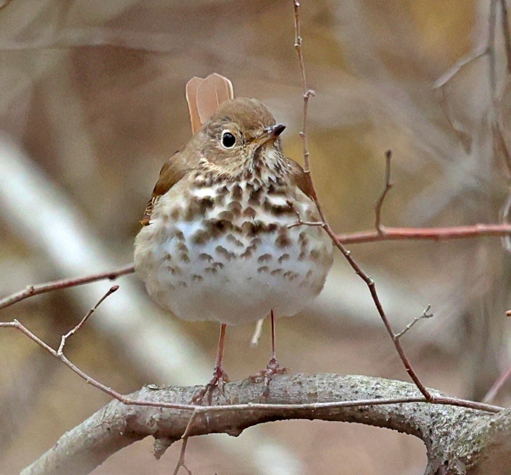 Hermit Thrush - ML436648391