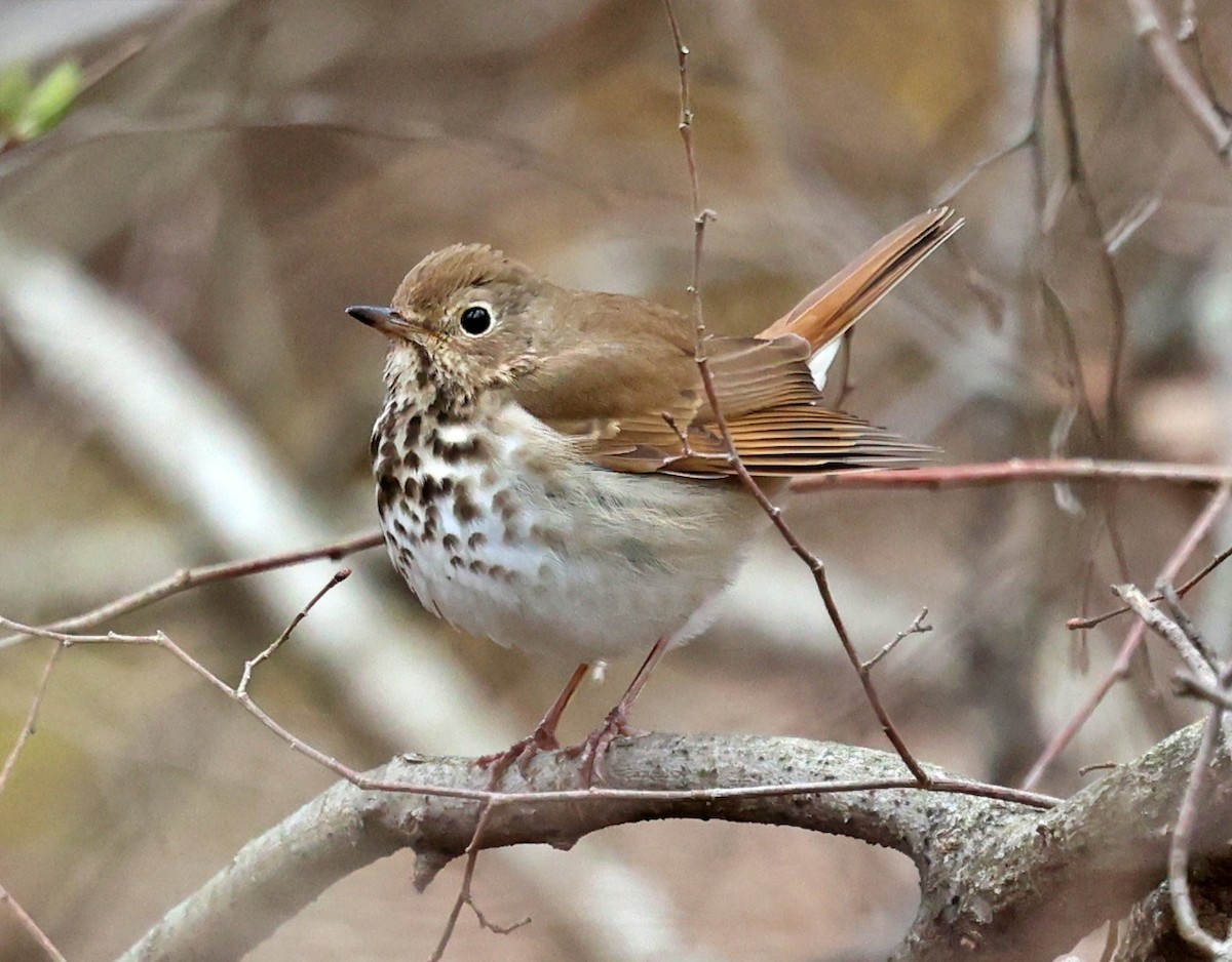 Hermit Thrush - ML436648421