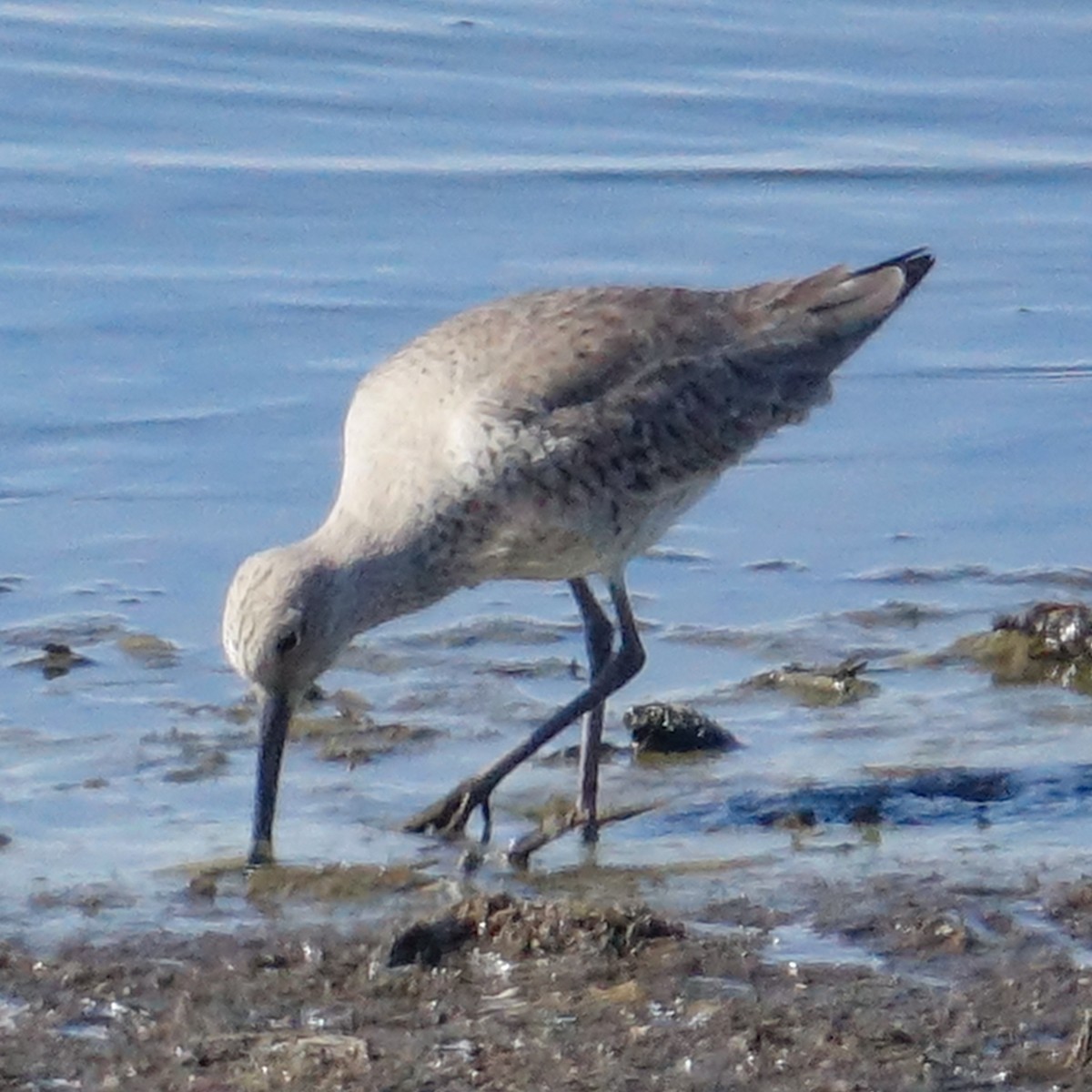 Willet - Mark Haindfield