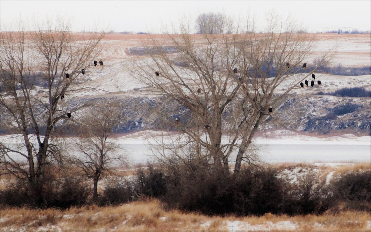 Bald Eagle - ML43664911