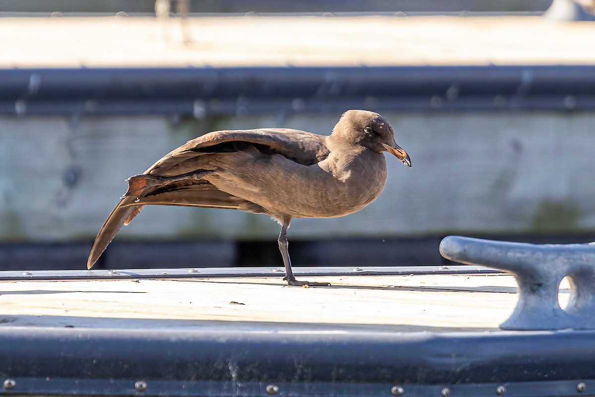 Heermann's Gull - ML436649361