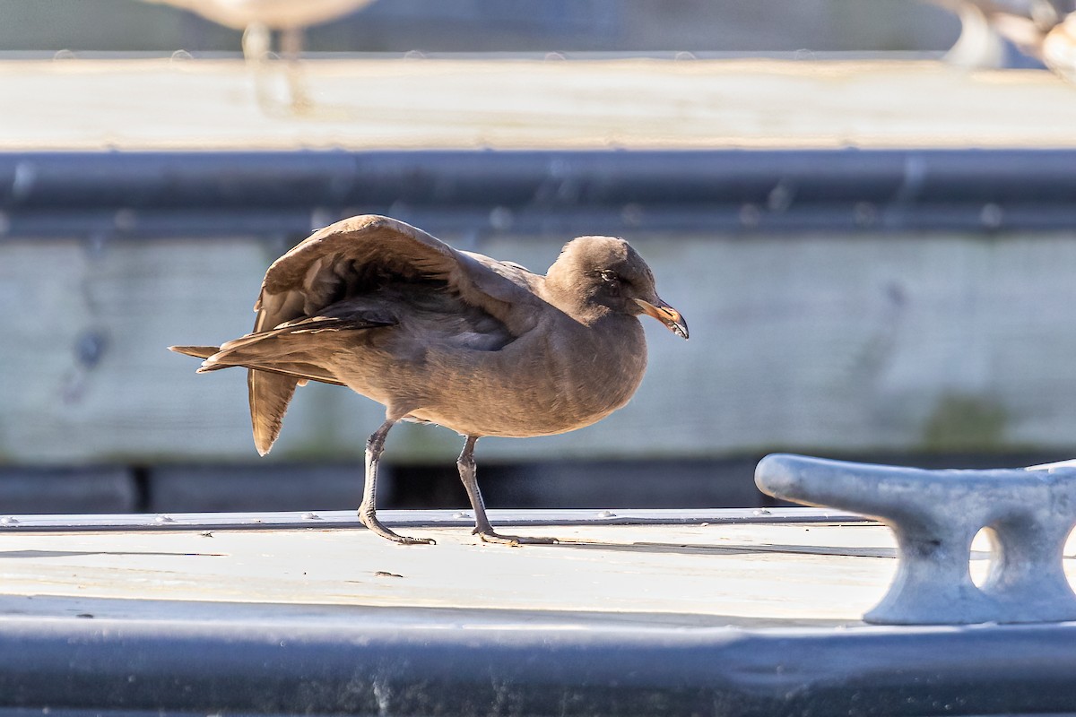 Heermann's Gull - ML436649371