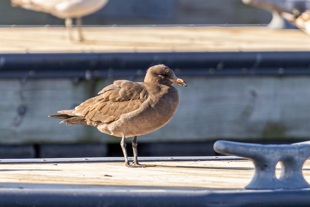 Heermann's Gull - ML436649381