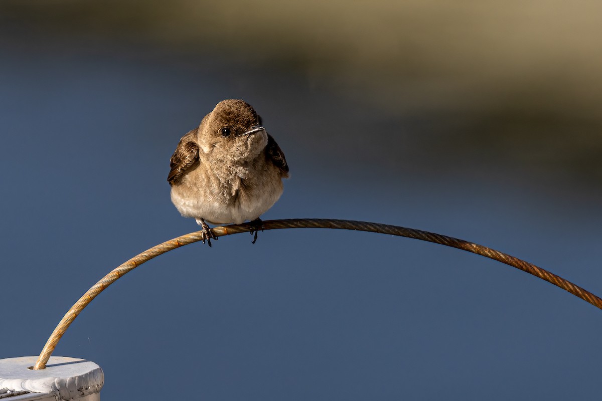 Northern Rough-winged Swallow (Northern) - ML436649471