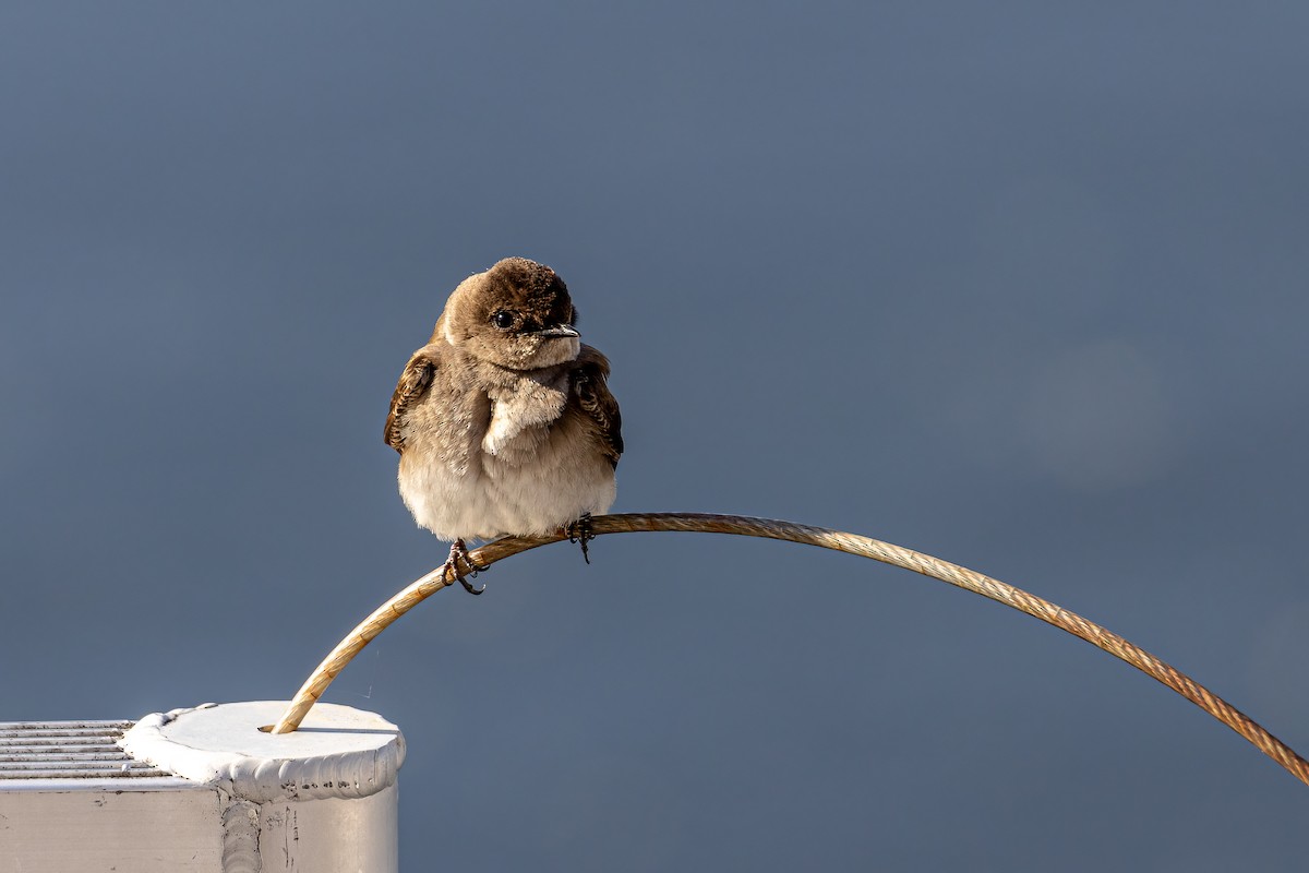 Northern Rough-winged Swallow (Northern) - ML436649481