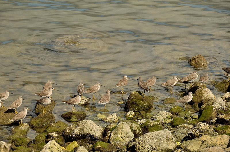 Long-billed Dowitcher - ML43665051